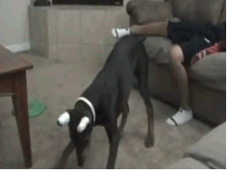 9TadR